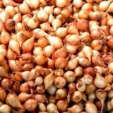 Ševok: mali luk i veliki pomoćnik